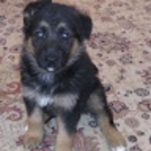 Meet your Posher, Diego